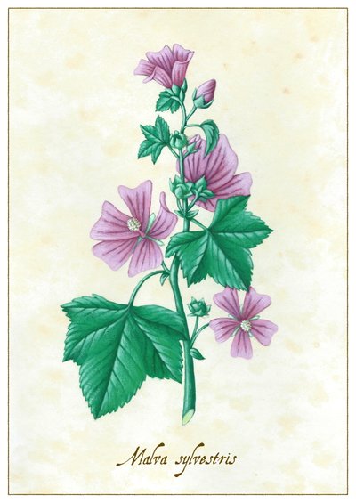 Malva sylvestris, 2015 - Annalisa Morrocco