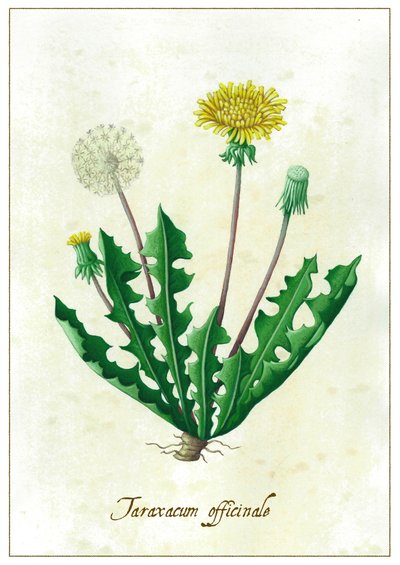 Taraxacum officinale, 2015 - Annalisa Morrocco