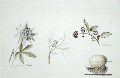 Fleur de la passion, anis et coriandre - Anne Marguerite Hyde de Neuville