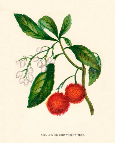 Arbutus, ou arbre à fraises, vers 1891, 1891 - Anne Pratt