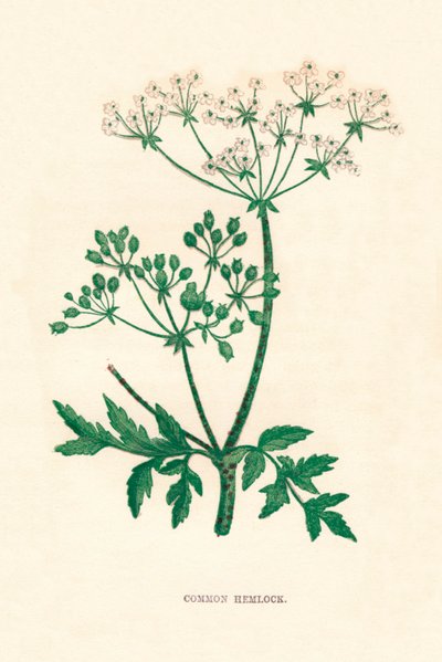 Ciguë commune - Anne Pratt