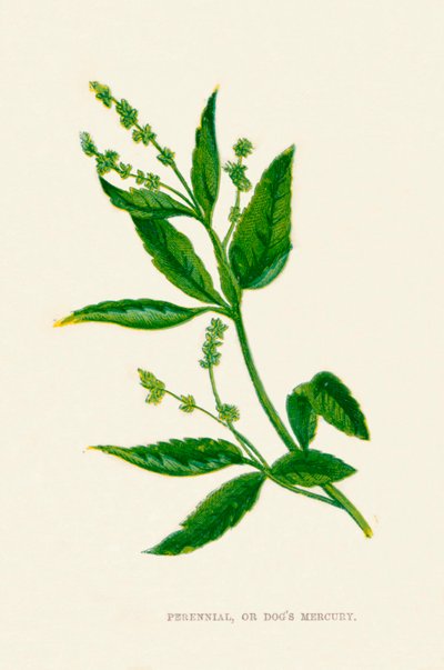 Pérenne, ou Mercuriale vivace, vers 1891 - Anne Pratt