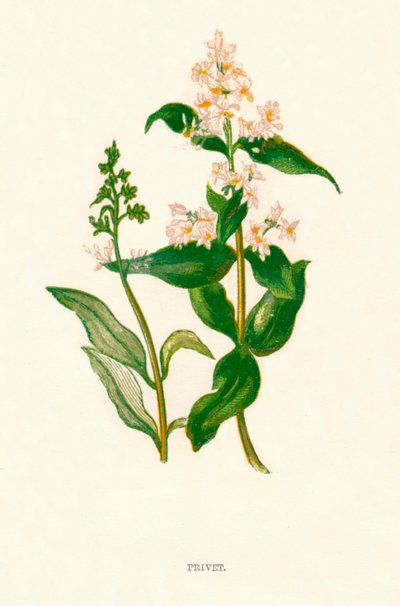 Troène, vers 1891 - Anne Pratt
