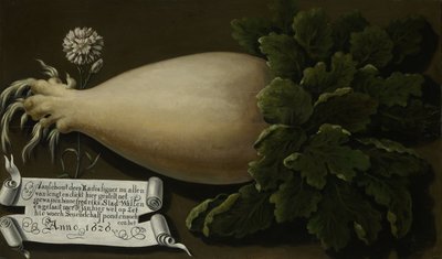 Un radis géant - Anonymous