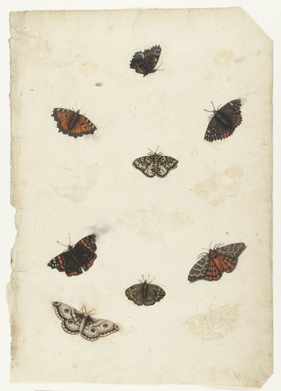 Huit papillons - Anonymous