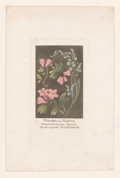 Rhododendron et myosotis du Rigi - Anonymous