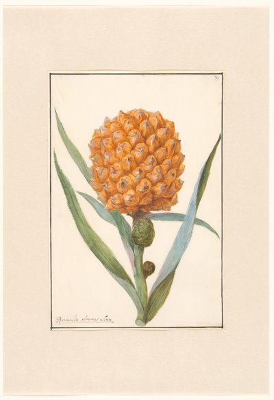 Ananas sur branche - Anonymous