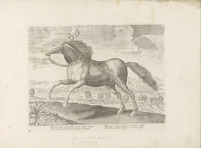 Cheval arabe - Anonymous