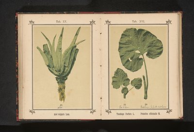 Feuille de tussilage et feuille de pétasite - Anonymous