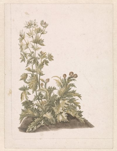 Chardons en fleurs - Anonymous