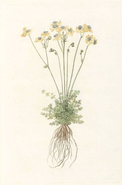 Plante en fleurs avec racines - Anonymous
