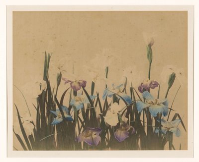 Nature morte de fleurs avec des iris - Anonymous