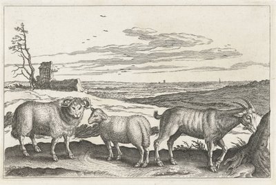 Bouc et moutons (Animalivm Qvaddrvpedvm) - Anonymous