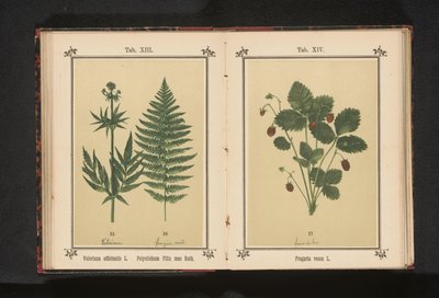 Fraisier des bois - Anonymous