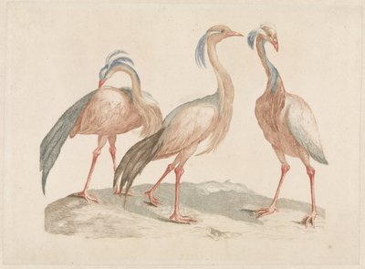 Trois grues demoiselles - Anonymous