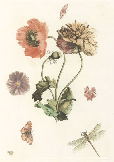 Trois coquelicots, deux papillons, une mouche et une libellule - Anonymous