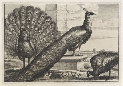 Trois paons (Diversae avium species) - Anonymous