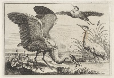 Trois hérons (Diversae avium species) - Anonymous