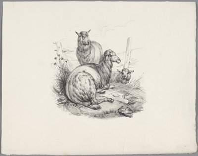Drie schapen bij een hek - Anonymous
