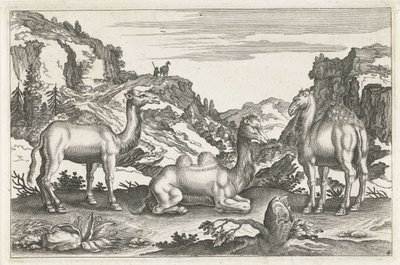 Dromadaires et un chameau - Anonymous