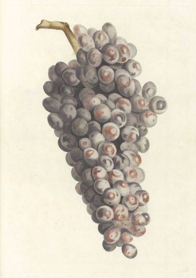 Grappe de raisin - Anonymous