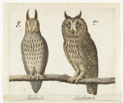 Petit-duc et Hibou moyen-duc (Lombard album) - Anonymous