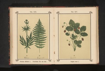 Véritable valériane et une branche de fougère mâle - Anonymous