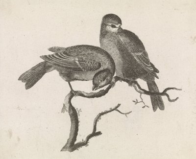 Une mésange bleue et une mésange charbonnière sur une branche - Anonymous