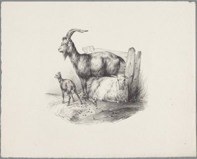 Une chèvre, un bouc et un agneau - Anonymous