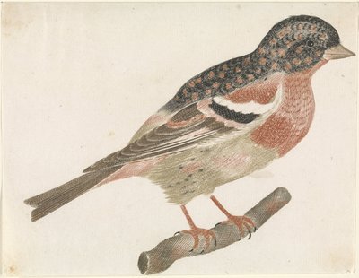 Pinson des arbres (Fringilla montifringilla) sur une branche à droite - Anonymous