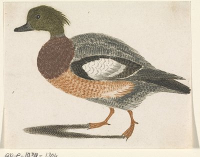 Canard vers la gauche - Anonymous