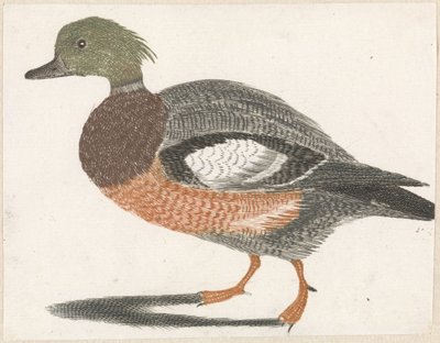 Canard vers la gauche - Anonymous