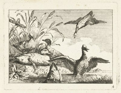 Canards près d
