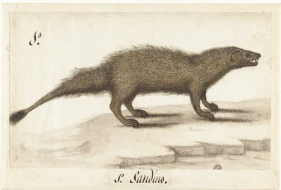 Mangouste égyptienne (Herpestes ichneumon) - Anonymous