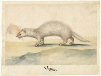 Furet - Anonymous