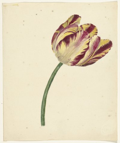 Tulipe jaune-rouge - Anonymous