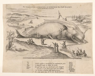 Baleine échouée à Anvers, 1577 - Anonymous