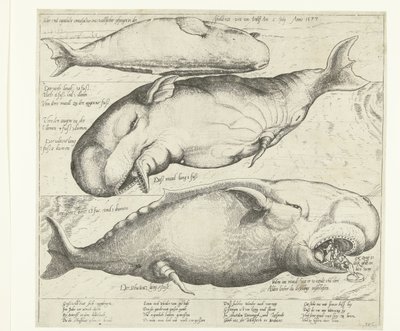 Baleine échouée près d