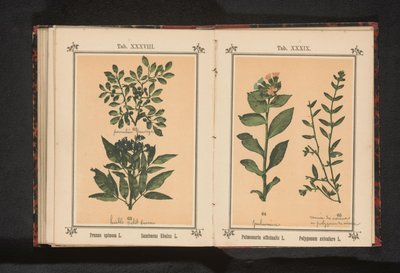 Pulmonaire tachetée et renouée des oiseaux - Anonymous