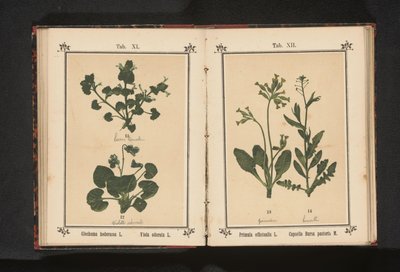 Primevère officinale et bourse-à-pasteur - Anonymous