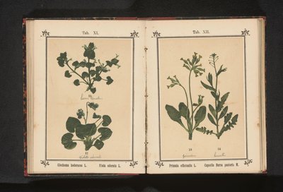 Lierre terrestre et violette odorante - Anonymous