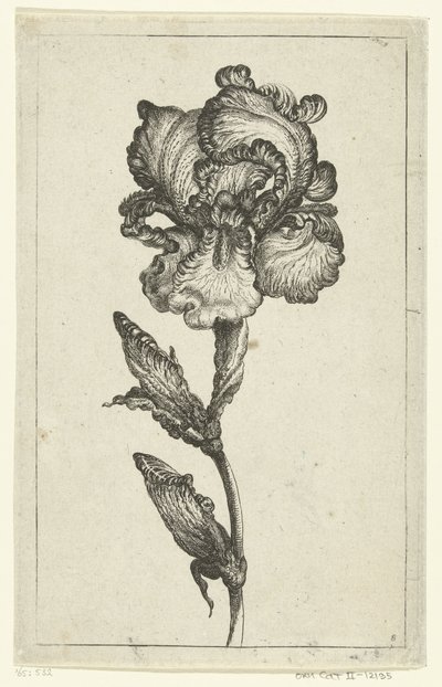 Iris - Anonymous