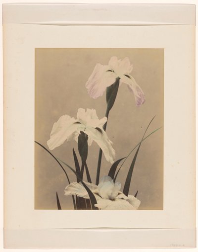 Iris - Anonymous