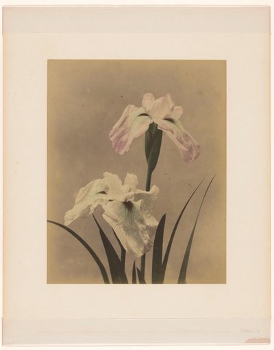 Iris - Anonymous