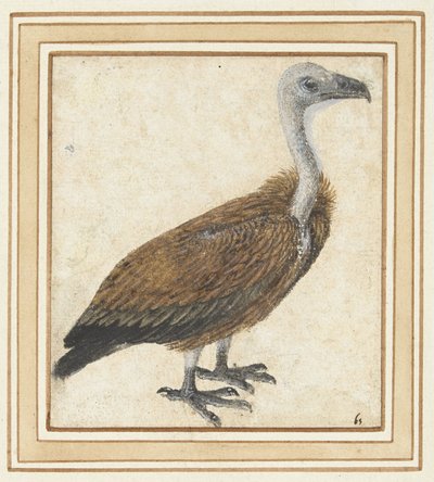 Jeune vautour fauve (Gyps fulvus) - Anonymous