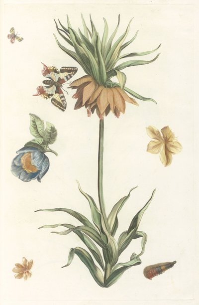 Couronne impériale, papillon et chenille - Anonymous