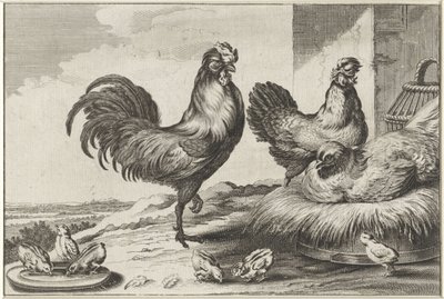 Poulet, coqs et poussins - Anonymous