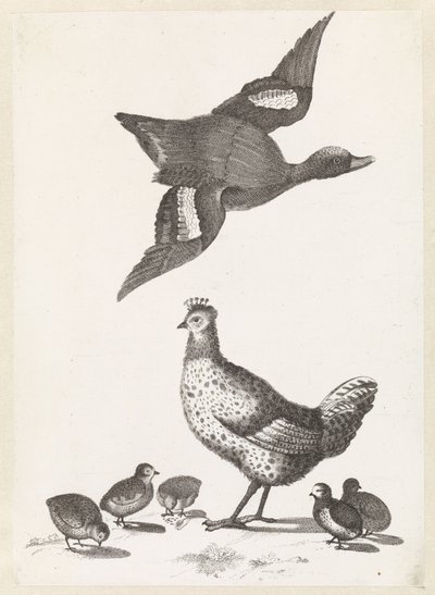 Poulet avec cinq poussins et un canard volant vers la droite - Anonymous
