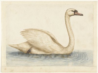 Cygne tuberculé - Anonymous