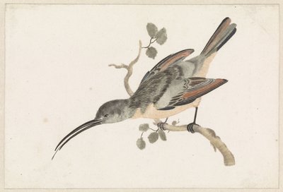 Colibri sur une branche à gauche - Anonymous